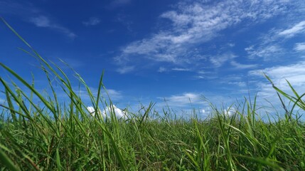 Fototapeta premium Bright green blades of grass dance lightly in the warm breeze under a vast blue sky filled with clouds.