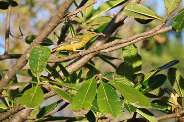 bird (green oriole) at the kakadu national park in australia