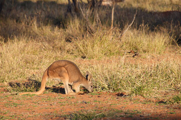 kangaroo in the desert around alice springs in australia 
