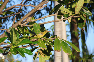 bird (green oriole) at the kakadu national park in australia