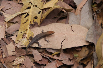 lizard at the kakadu national park in australia 