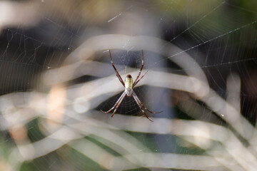 spider at the elsey national park in australia 