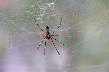 spider at the kakadu national park in australia 