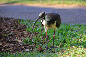 Straw-necked ibis in darwin in australia 