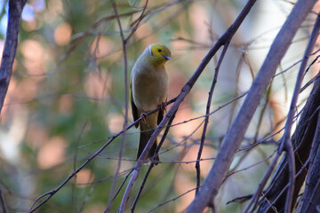 white plumed honeyeater at uluru in australia