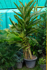 Large Variegated Shell Ginger (Alpinia Zerumbet) Plant in a Pot.