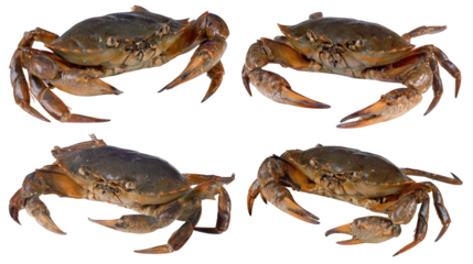 Four crabs form circular pattern circular arrangement of four crabs creates striking visual