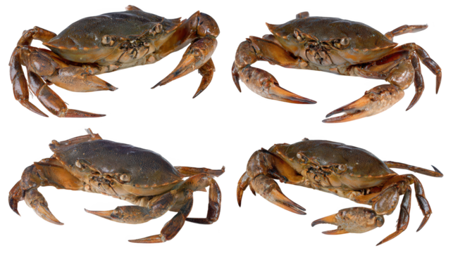 Four crabs form circular pattern circular arrangement of four crabs creates striking visual