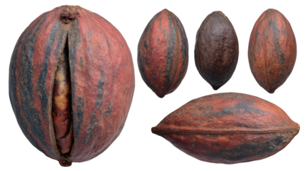 Array of cocoa fruits harvested from tropical trees diverse cocoa fruits arranged for inspection