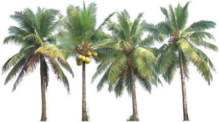 Obraz premium Four palm trees bear fruit under clear sky tropical palms display ripe fruit in sunlit outdoor scene
