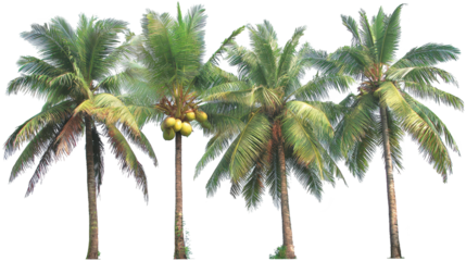 Four palm trees bear fruit under clear sky tropical palms display ripe fruit in sunlit outdoor scene