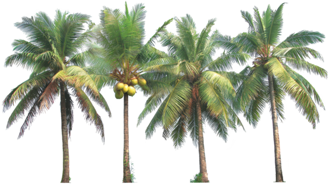 Four palm trees bear fruit under clear sky tropical palms display ripe fruit in sunlit outdoor scene