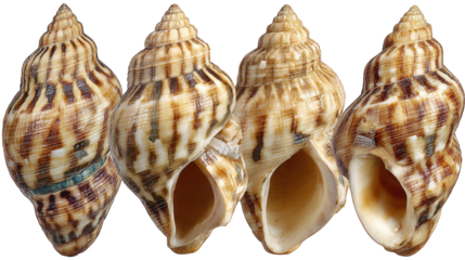 Three distinct seashells display their natural beauty shells found by ocean display unique textures and forms