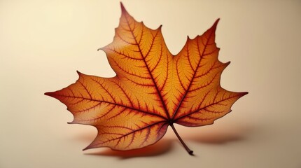 Fototapeta premium Single autumn maple leaf with vibrant orange and red hues