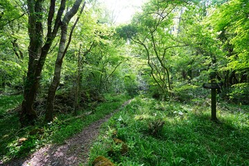 fresh green forest and path 