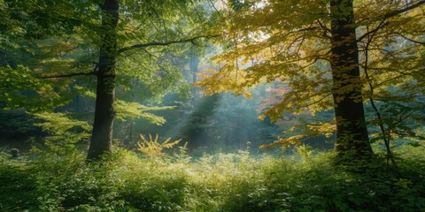 Obraz premium Sunbeams filtering through autumn forest canopy illuminating foliage and mist