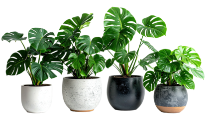Four potted Monstera plants, various sizes, against black