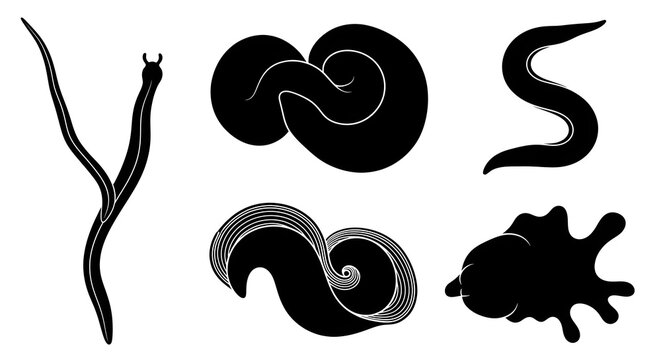 Collection of various worm silhouettes isolated on white background