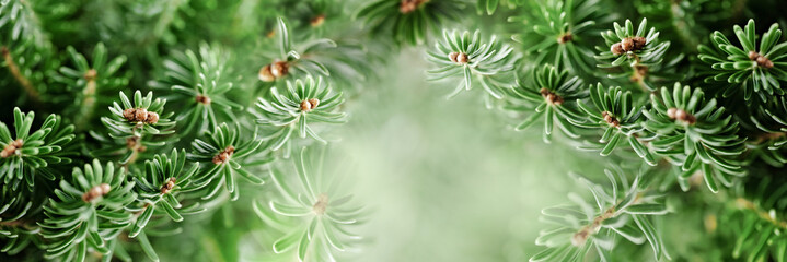 Beautiful evergreen pine branches in natural light. Christmas and winter concept. Soft focus, macro.