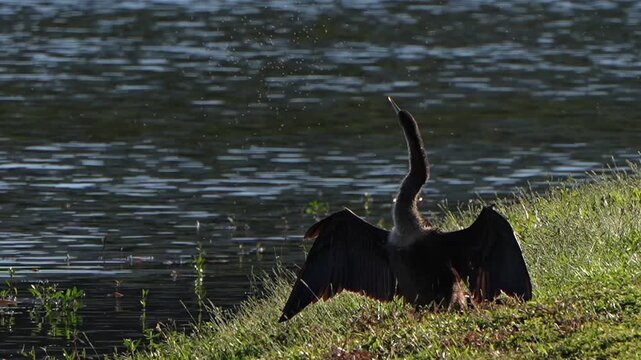 Bugs flying around an anhinga