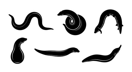 Collection of six leech silhouettes isolated on white background in different positions