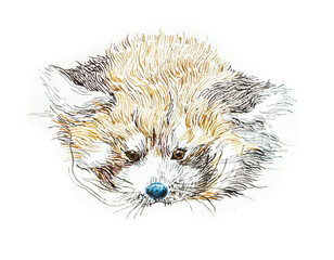 Cute adorable red panda. Hand painted illustration on white background. Watercolor hand drawing illustration.