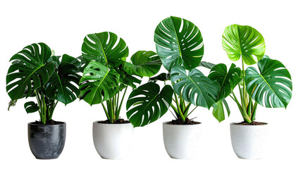Four potted Monstera plants with lush, split, vibrant green leaves