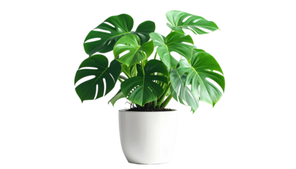 Lush Monstera Deliciosa plant in a simple white pot