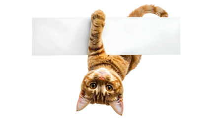 Upside-down ginger tabby cat holding a blank white sign