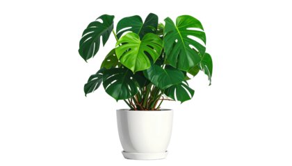 Monstera plant in a white pot on a black backdrop