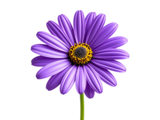 A single purple daisy flower in full bloom, vivid violet petals and yellow center, slender green stem visible, sharp focus and natural lighting, clean white shadow for depth, isolated PNG image 