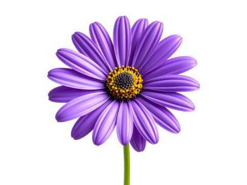 A single purple daisy flower in full bloom, vivid violet petals and yellow center, slender green stem visible, sharp focus and natural lighting, clean white shadow for depth, isolated PNG image 
