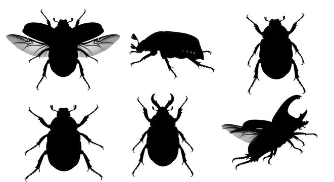 Silhouette of diverse beetles isolated on white background, displaying unique features