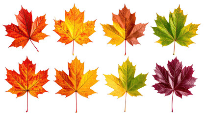 Gradient of maple leaves showing seasonal color change