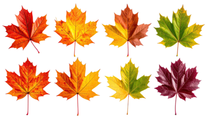 Gradient of maple leaves showing seasonal color change