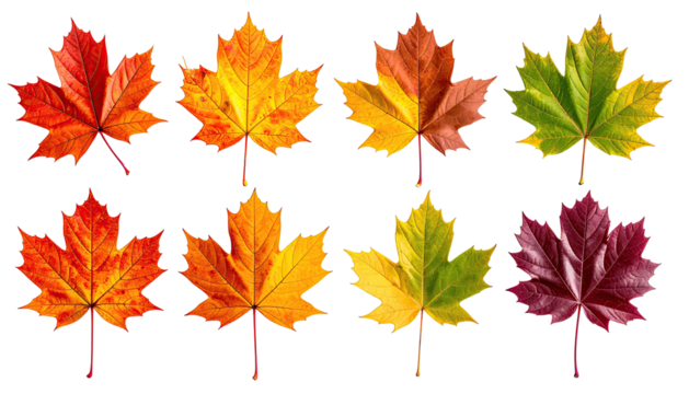 Gradient of maple leaves showing seasonal color change