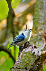 Nuthatch on moss-covered tree