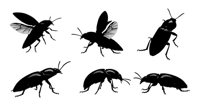 Click beetle silhouettes isolated on white background showcasing various poses