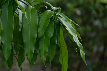 Close-up of a bunch of fresh green mango leaves hanging on a branch with a blurred bokeh background