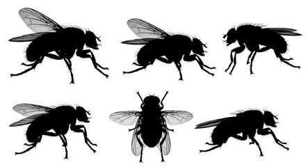 Naklejka premium Silhouette of housefly isolated on white background, showing its detailed anatomy and posture