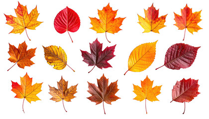 Autumn leaves in assorted warm hues on black background