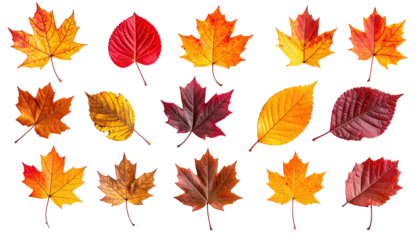 Autumn leaves in assorted warm hues on black background
