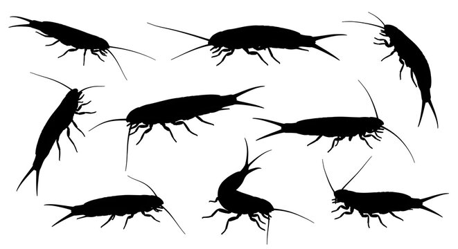 Several silverfish are depicted in silhouette, isolated on white background