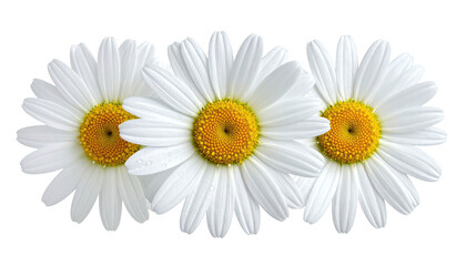 Three white daisies in a row with yellow centers on black