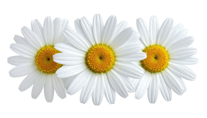 Three white daisies in a row with yellow centers on black