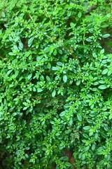 Green leaves, Foliage, Plant, Nature, Botanical, Close-up, Leaf texture, Ground cover, Lush, Vibrant green, Natural, Organic, 
