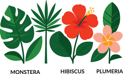 Tropical Plants Vector Set – Monstera, Hibiscus, Plumeria with Names, Botanical Illustration, Isolated on White Background, Vector Illustration