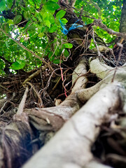 Angled upward view captures the complex root system of a mature tree with verdant foliage above.