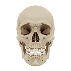 Obraz premium Human dead head skull isolated on white or transparent background