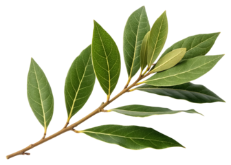 Close-up of laurel branch with green leaves. Laurel crown twig isolated on white or transparent backgroun